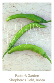 /wp-content/uploads/Letters/LetterOnly/Z-03_Green peppers_2019.png